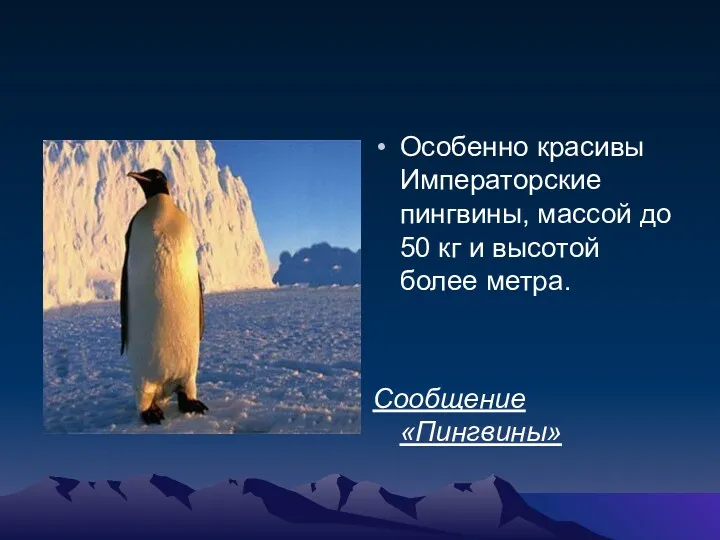 Особенно красивы Императорские пингвины, массой до 50 кг и высотой более метра. Сообщение «Пингвины»