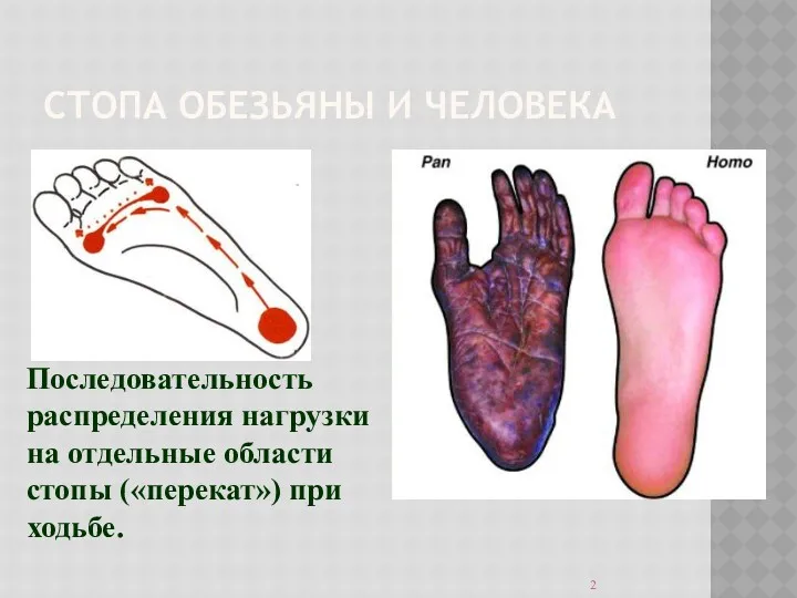 СТОПА ОБЕЗЬЯНЫ И ЧЕЛОВЕКА Последовательность распределения нагрузки на отдельные области стопы («перекат») при ходьбе.