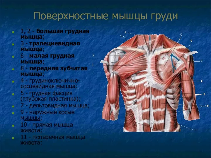 Поверхностные мышцы груди 1, 2 - большая грудная мышца; 3
