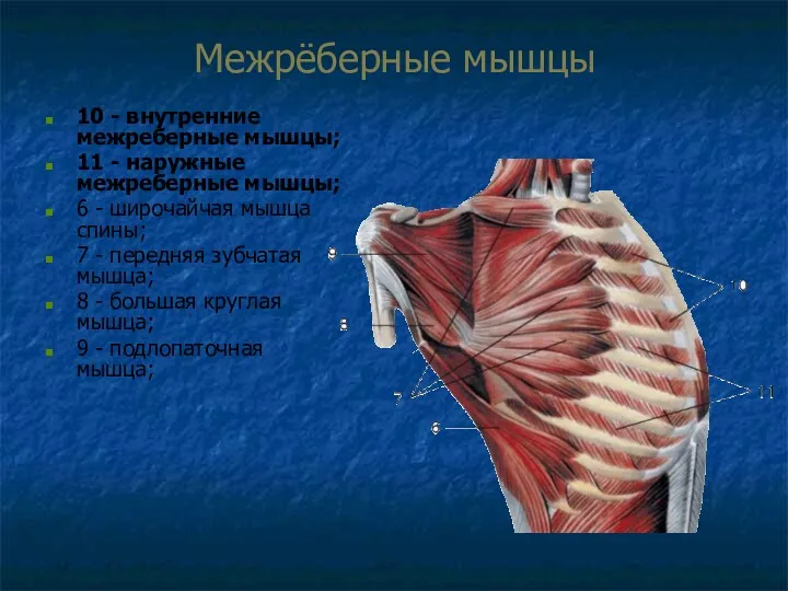 Межрёберные мышцы 10 - внутренние межреберные мышцы; 11 - наружные