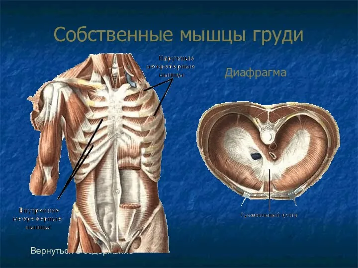 Собственные мышцы груди Вернуться в содержание Диафрагма