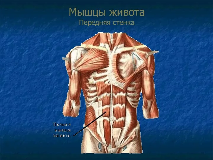 Мышцы живота Передняя стенка