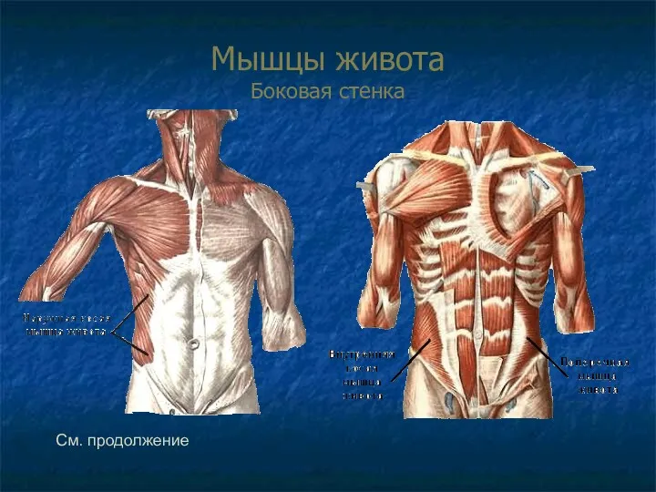 Мышцы живота Боковая стенка См. продолжение