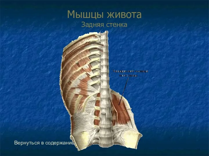 Мышцы живота Задняя стенка Вернуться в содержание