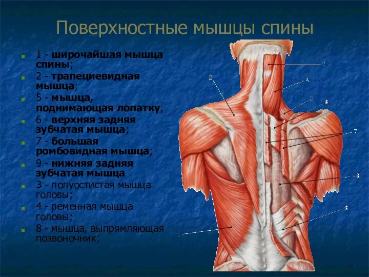 Поверхностные мышцы спины 1 - широчайшая мышца спины; 2 -