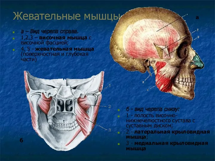 Жевательные мышцы а – Вид черепа справа. 1,2,3 – височная