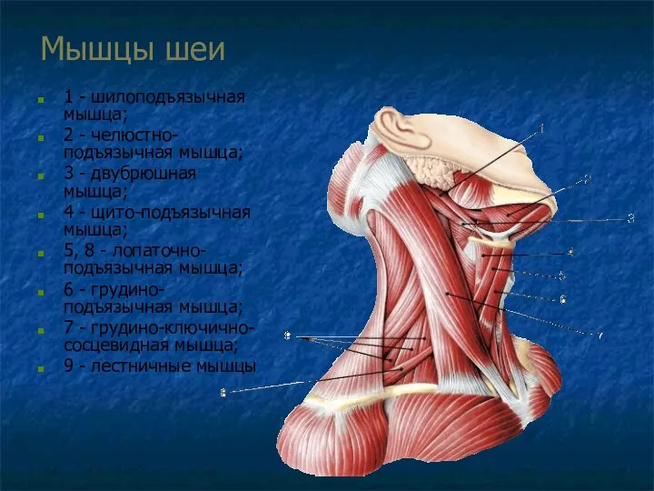 Мышцы шеи 1 - шилоподъязычная мышца; 2 - челюстно-подъязычная мышца;