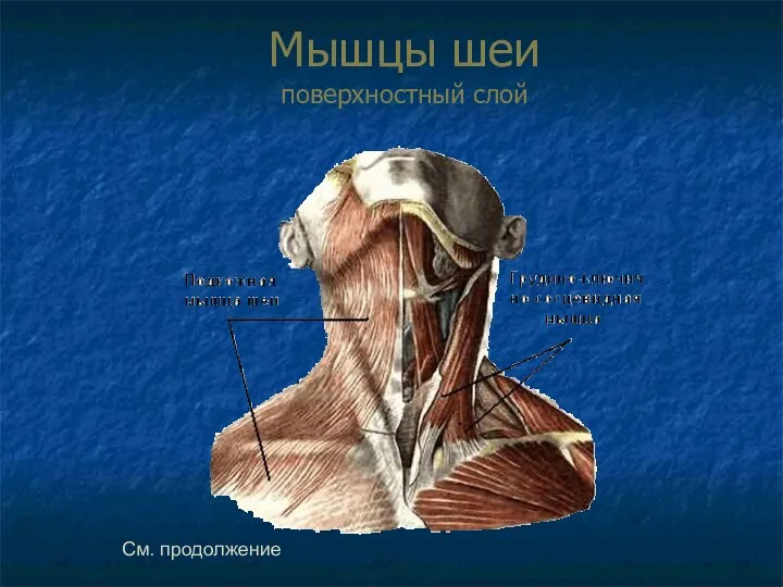 Мышцы шеи поверхностный слой См. продолжение