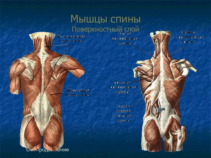 Мышцы спины Поверхностный слой См. продолжение