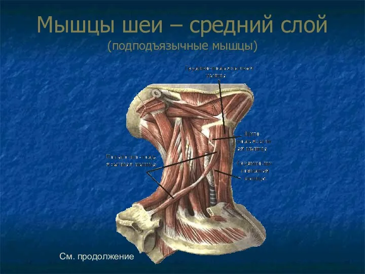 Мышцы шеи – средний слой (подподъязычные мышцы) См. продолжение