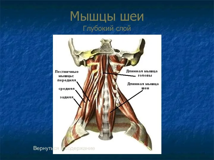 Мышцы шеи Глубокий слой Вернуться в содержание