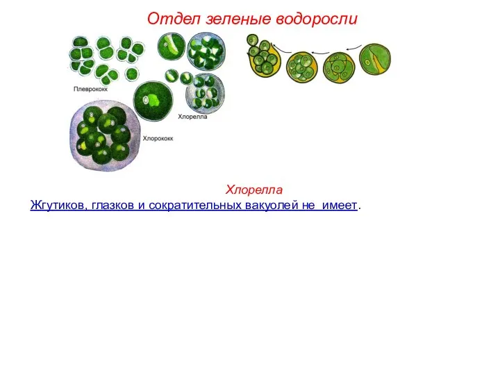 Хлорелла Жгутиков, глазков и сократительных вакуолей не имеет. Отдел зеленые водоросли