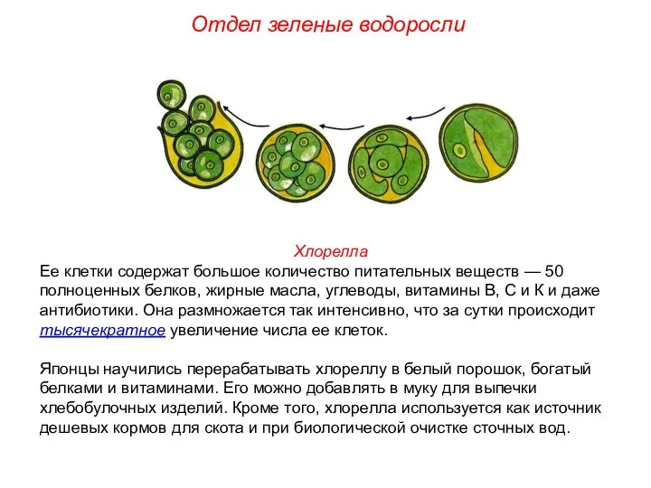 Хлорелла Ее клетки содержат большое количество питательных веществ — 50