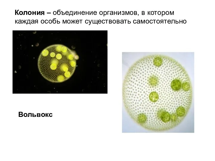 ВОДОРОСЛИ Колония – объединение организмов, в котором каждая особь может существовать самостоятельно Вольвокс