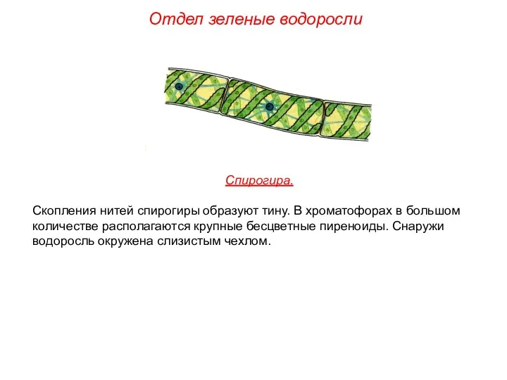 Спирогира. Скопления нитей спирогиры образуют тину. В хроматофорах в большом