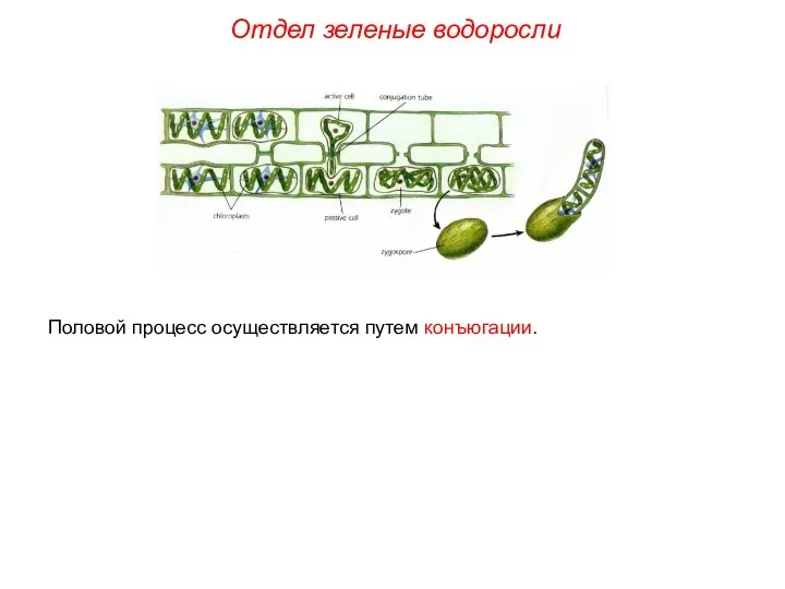 Половой процесс осуществляется путем конъюгации. Отдел зеленые водоросли