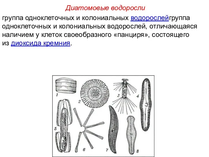 группа одноклеточных и колониальных водорослейгруппа одноклеточных и колониальных водорослей, отличающаяся
