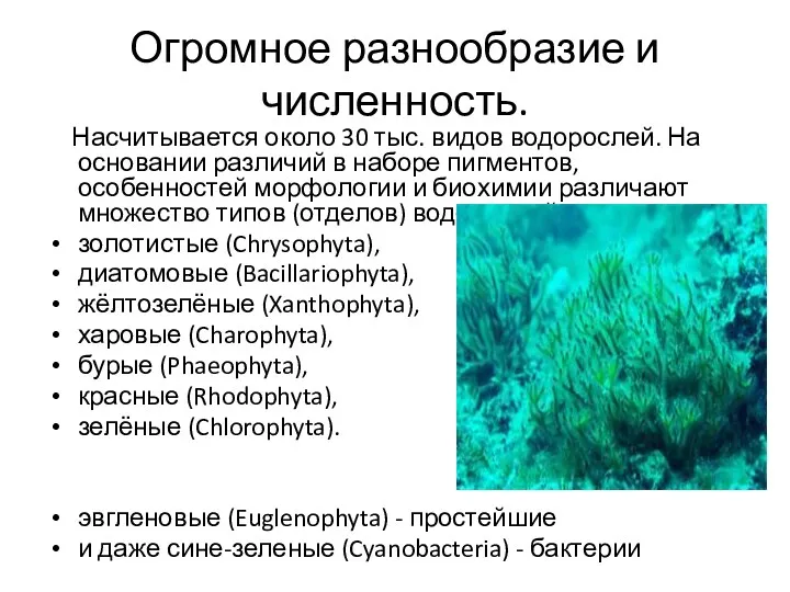 Огромное разнообразие и численность. Насчитывается около 30 тыс. видов водорослей.