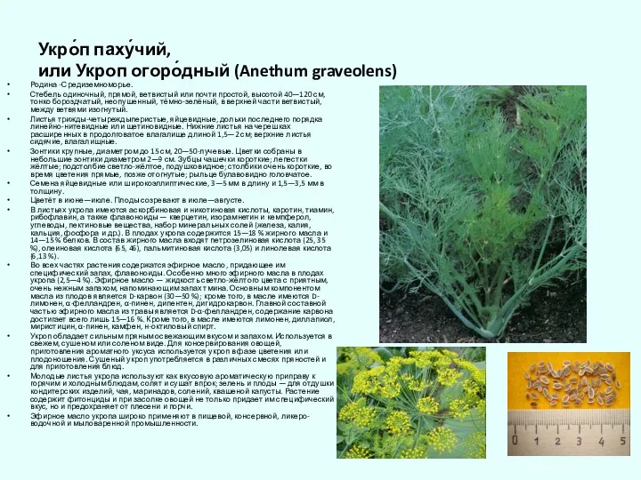 Укро́п паху́чий, или Укроп огоро́дный (Anethum graveolens) Родина -Средиземноморье. Стебель