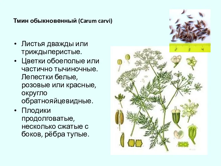 Тмин обыкновенный (Carum carvi) Листья дважды или триждыперистые. Цветки обоеполые