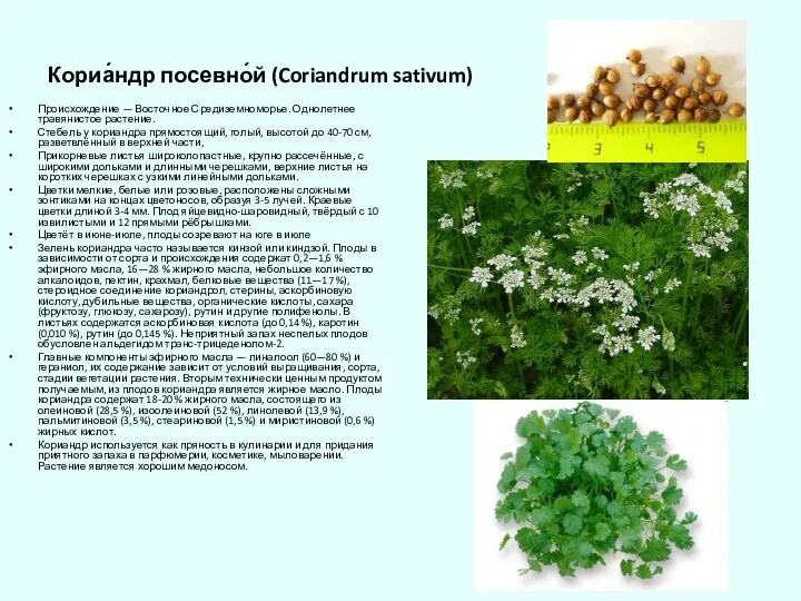 Кориа́ндр посевно́й (Coriandrum sativum) Происхождение — Восточное Средиземноморье. Однолетнее травянистое