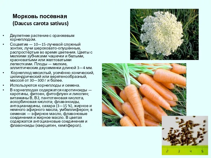 Морковь посевная (Daucus carota sativus) Двулетнее растение с оранжевым корнеплодом.