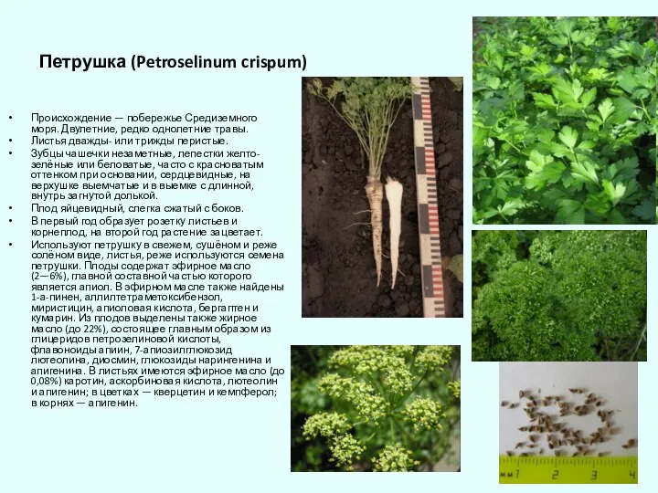 Петрушка (Petroselinum crispum) Происхождение — побережье Средиземного моря. Двулетние, редко