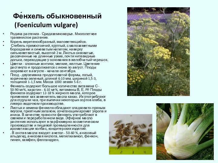 Фе́нхель обыкновенный (Foeniculum vulgare) Родина растения - Средиземноморье. Многолетнее травянистое