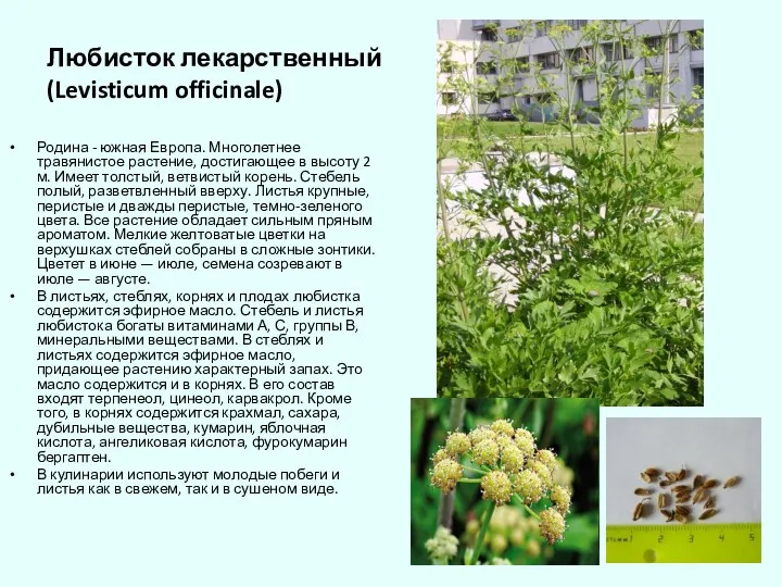 Любисток лекарственный (Levisticum officinale) Родина - южная Европа. Многолетнее травянистое