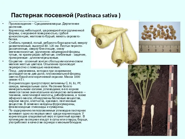 Пастернак посевной (Pastinaca sativa ) Родина пастернака - Средняя Европа,