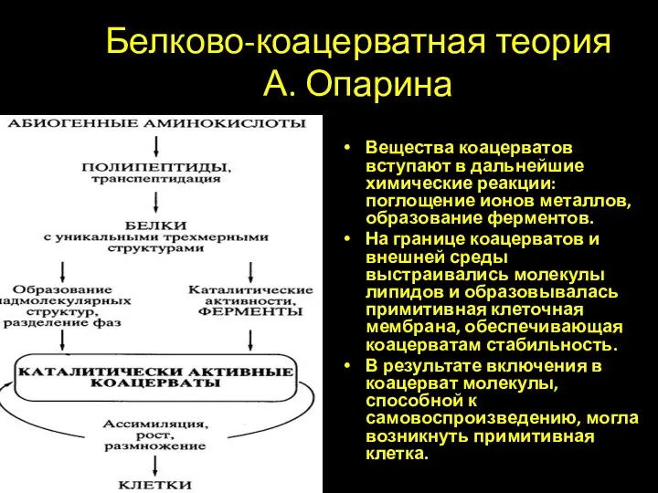 Белково-коацерватная теория А. Опарина Вещества коацерватов вступают в дальнейшие химические реакции: поглощение ионов