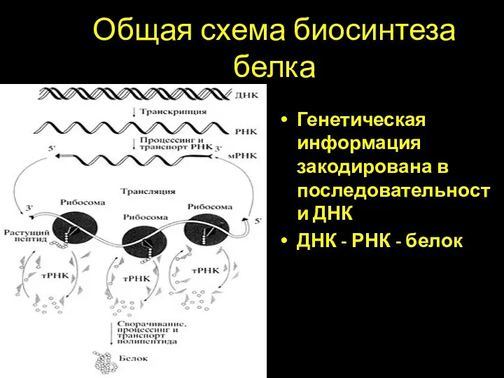 Общая схема биосинтеза белка Генетическая информация закодирована в последовательности ДНК ДНК - РНК - белок