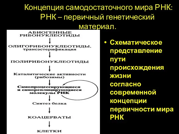 Концепция самодостаточного мира РНК: РНК – первичный генетический материал. Схематическое