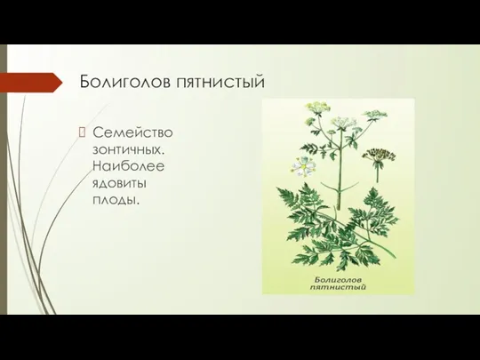 Болиголов пятнистый Семейство зонтичных. Наиболее ядовиты плоды.