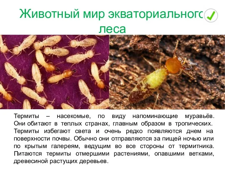 Животный мир экваториального леса Термиты – насекомые, по виду напоминающие муравьёв. Они обитают