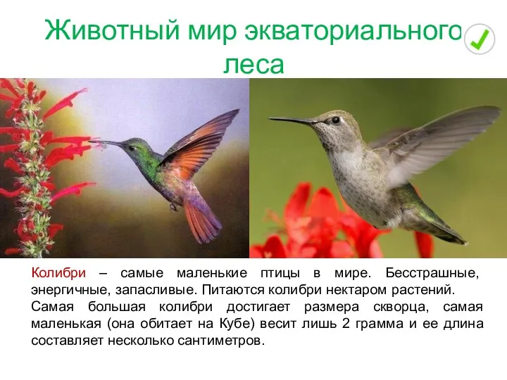 Животный мир экваториального леса Колибри – самые маленькие птицы в мире. Бесстрашные, энергичные,