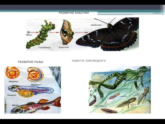РАЗВИТИЕ ЗЕМНОВОДНОГО РАЗВИТИЕ РЫБЫ РАЗВИТИЕ БАБОЧКИ