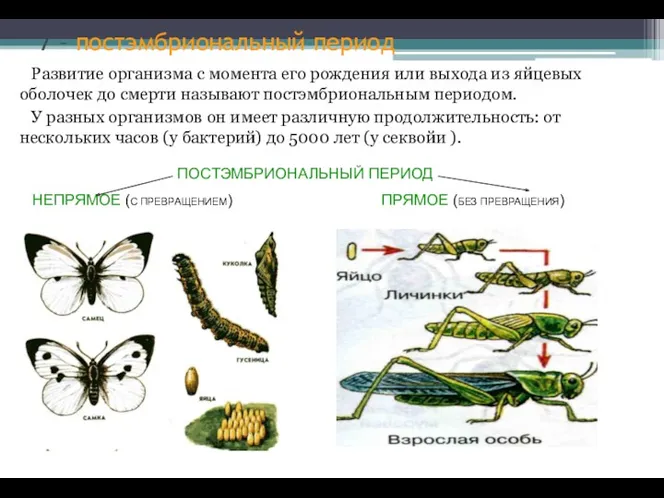 7 – постэмбриональный период Развитие организма с момента его рождения