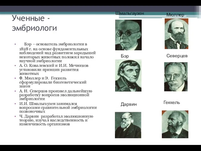 Ученные - эмбриологи Бэр – основатель эмбриологии в 1828 г.