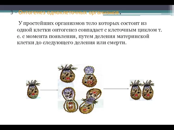 3 - Онтогенез одноклеточных организмов. У простейших организмов тело которых