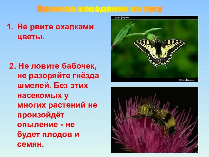 Правила поведения на лугу Не рвите охапками цветы. 2. Не