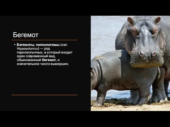 Бегемот Бегемоты, гиппопотамы (лат. Hippopotamus) — род парнокопытных, в который