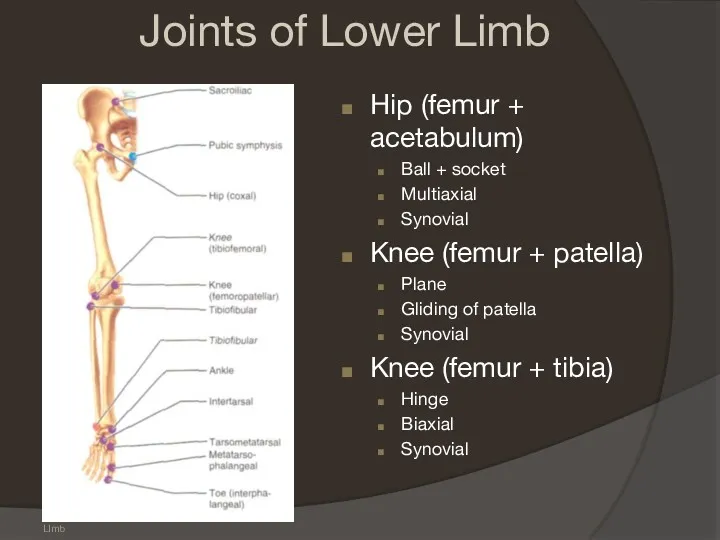 Frolich, Human Anatomy, Lower LImb Joints of Lower Limb Hip