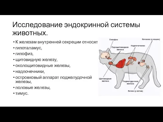 Исследование эндокринной системы животных. К железам внутренней секреции относят: гипоталамус,