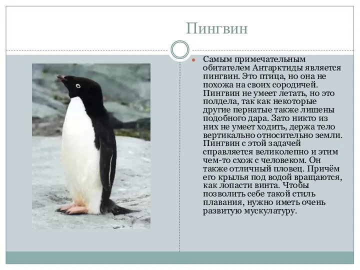 Пингвин Самым примечательным обитателем Антарктиды является пингвин. Это птица, но она не похожа