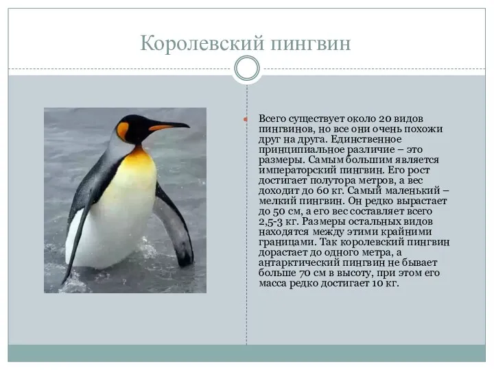 Королевский пингвин Всего существует около 20 видов пингвинов, но все они очень похожи
