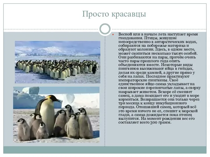 Просто красавцы Весной или в начале лета наступает время гнездования. Птицы, живущие непосредственно