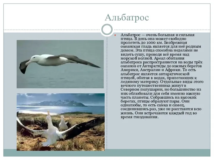 Альбатрос Альбатрос — очень большая и сильная птица. В день она может свободно
