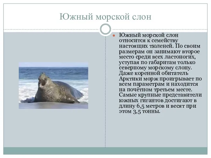 Южный морской слон Южный морской слон относится к семейству настоящих тюленей. По своим