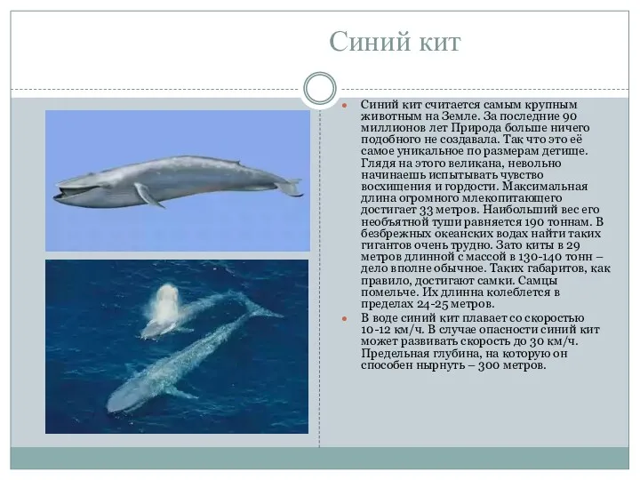 Синий кит Синий кит считается самым крупным животным на Земле. За последние 90